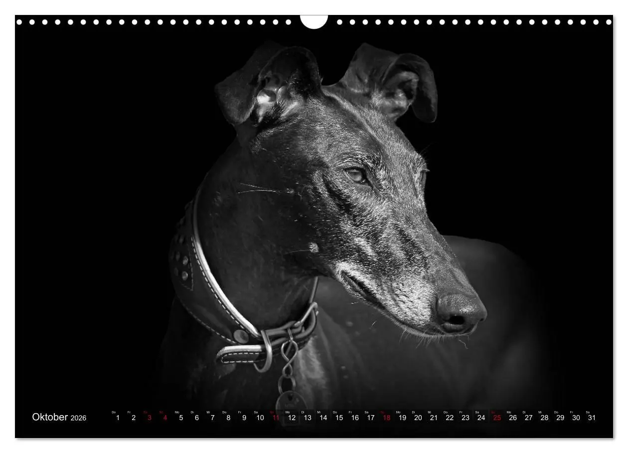 Bild: 9783457544440 | Galgo Español - der spanische Windhund 2026 (Wandkalender 2026 DIN...