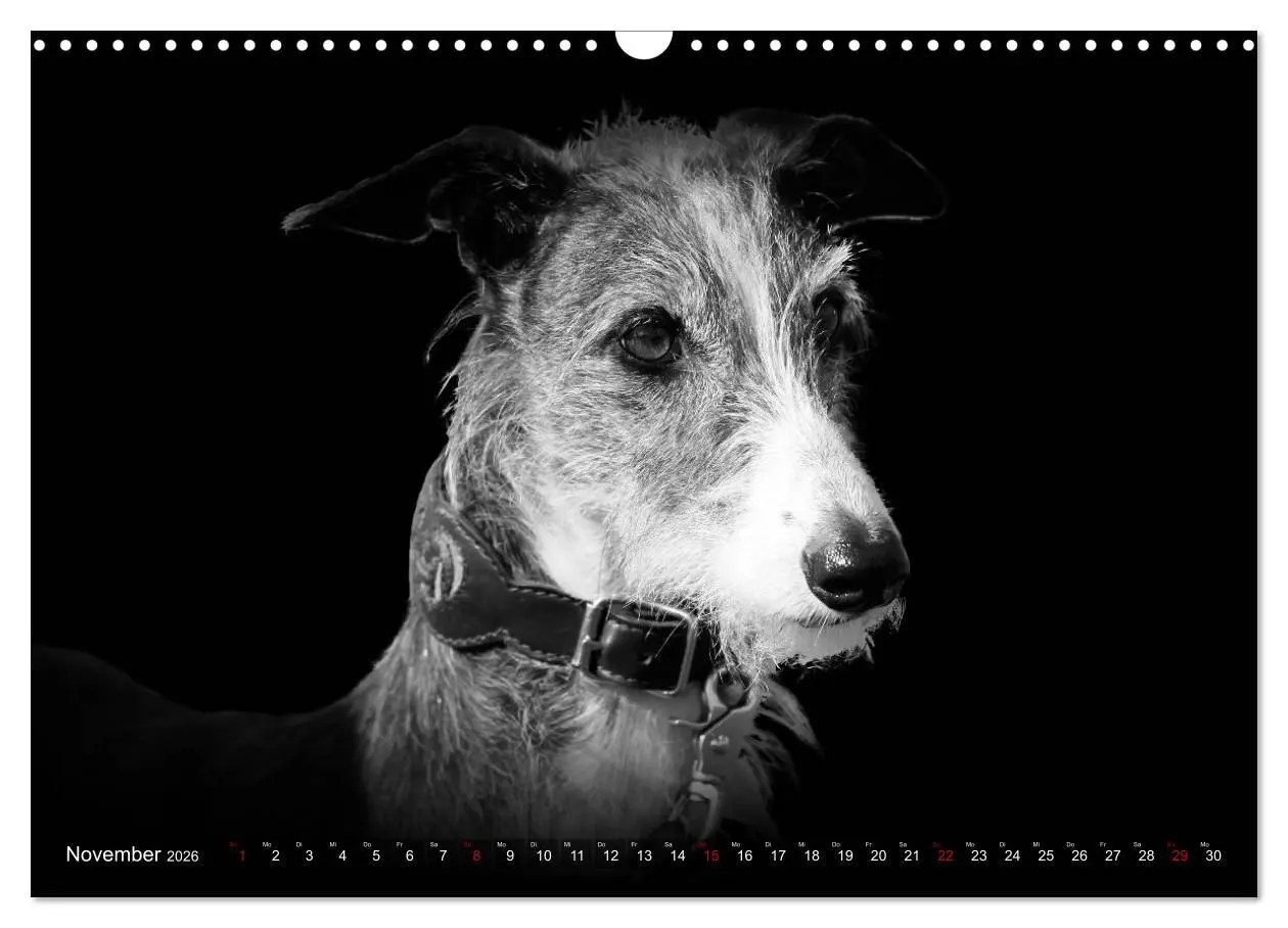 Bild: 9783457544440 | Galgo Español - der spanische Windhund 2026 (Wandkalender 2026 DIN...