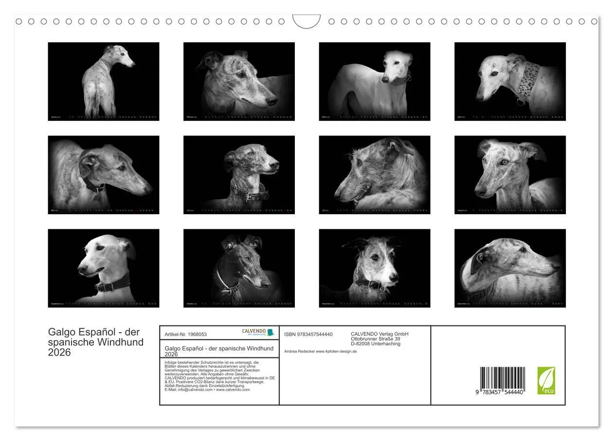 Bild: 9783457544440 | Galgo Español - der spanische Windhund 2026 (Wandkalender 2026 DIN...