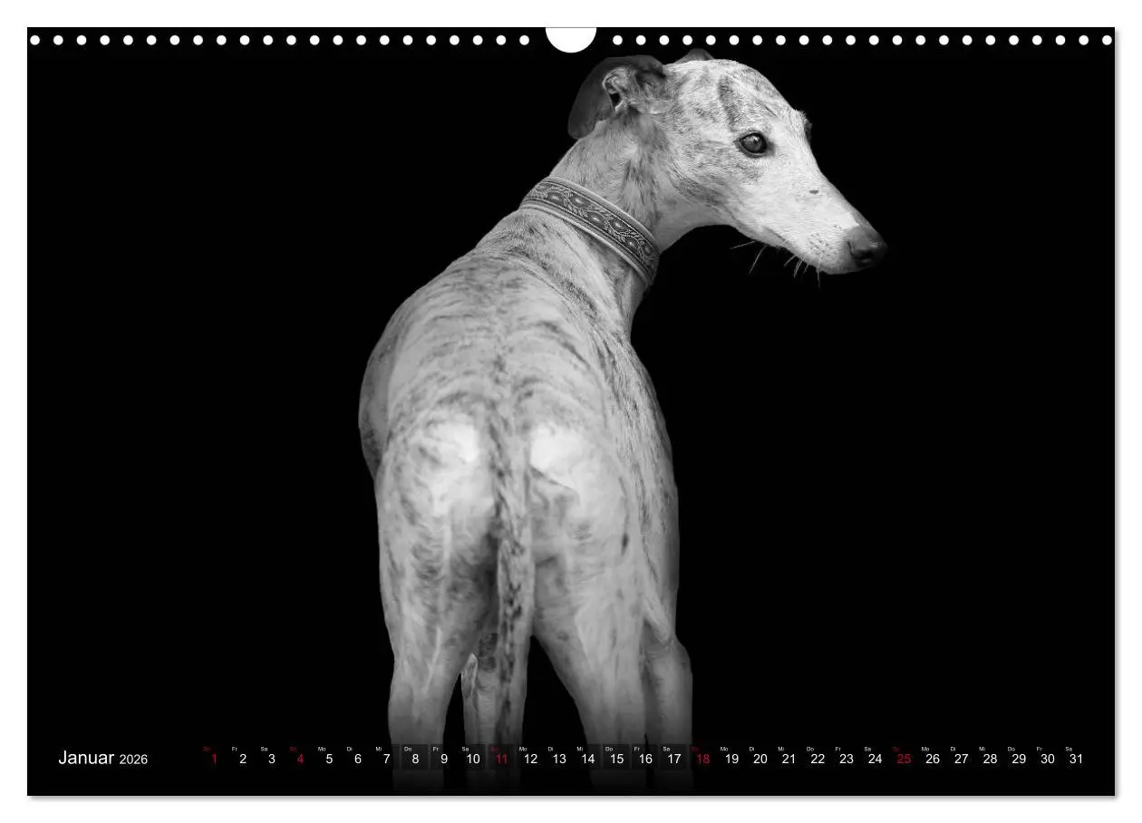 Bild: 9783457544440 | Galgo Español - der spanische Windhund 2026 (Wandkalender 2026 DIN...