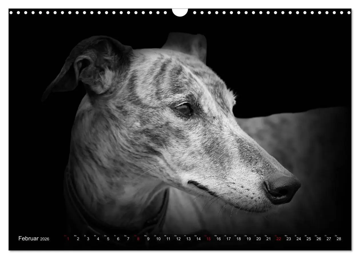 Bild: 9783457544440 | Galgo Español - der spanische Windhund 2026 (Wandkalender 2026 DIN...