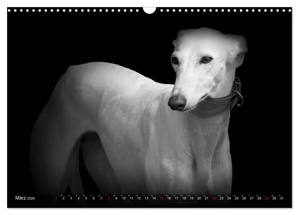 Bild: 9783457544440 | Galgo Español - der spanische Windhund 2026 (Wandkalender 2026 DIN...