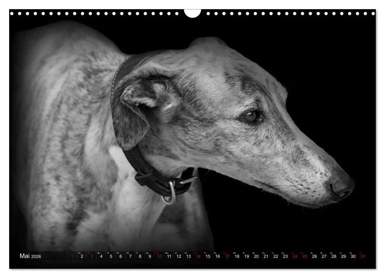 Bild: 9783457544440 | Galgo Español - der spanische Windhund 2026 (Wandkalender 2026 DIN...