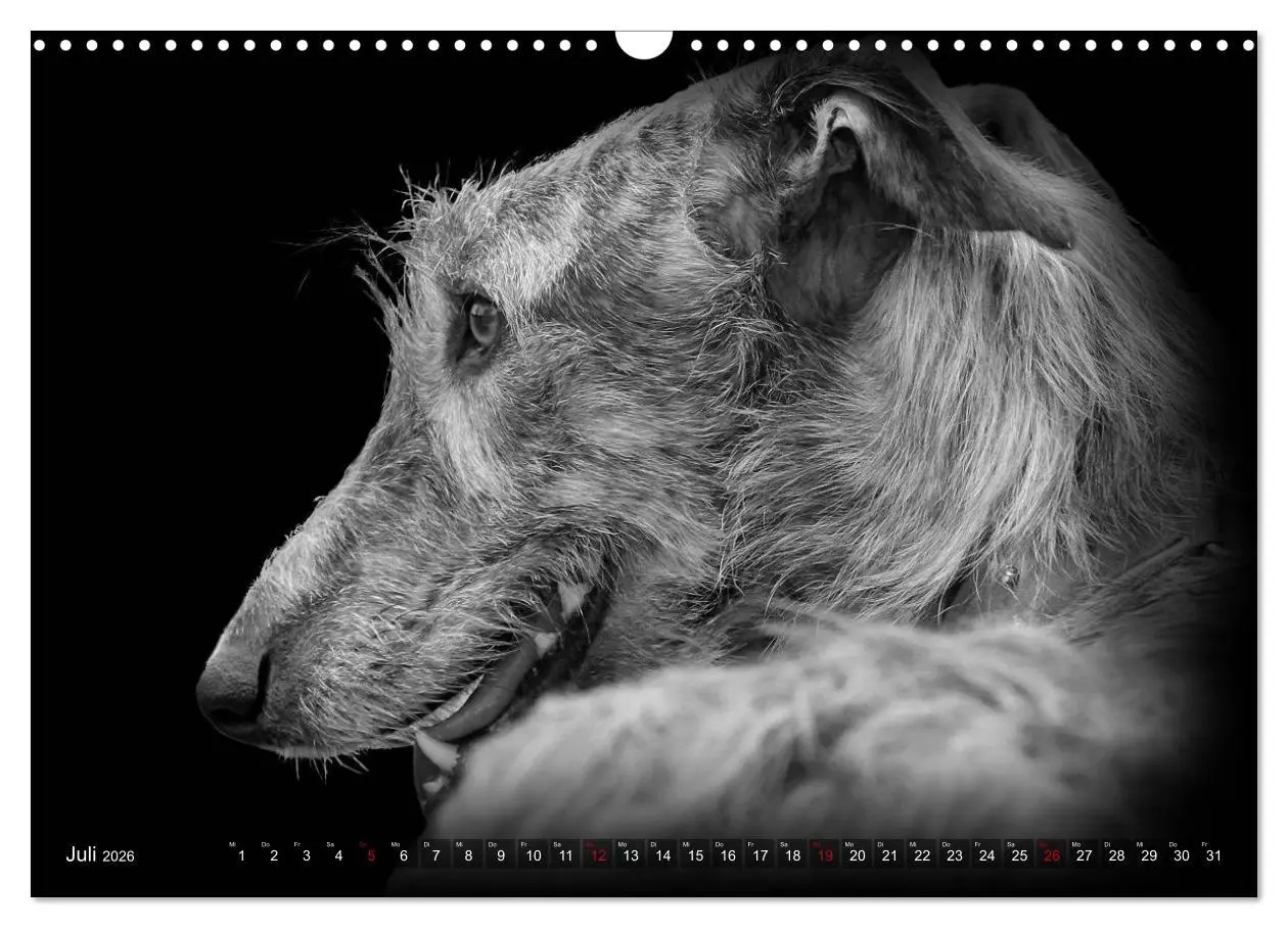 Bild: 9783457544440 | Galgo Español - der spanische Windhund 2026 (Wandkalender 2026 DIN...