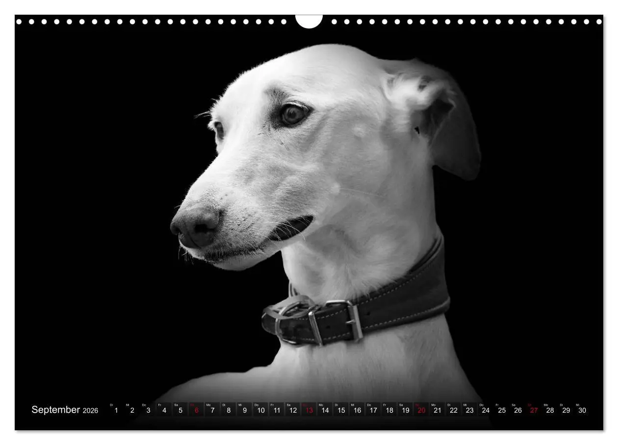 Bild: 9783457544440 | Galgo Español - der spanische Windhund 2026 (Wandkalender 2026 DIN...