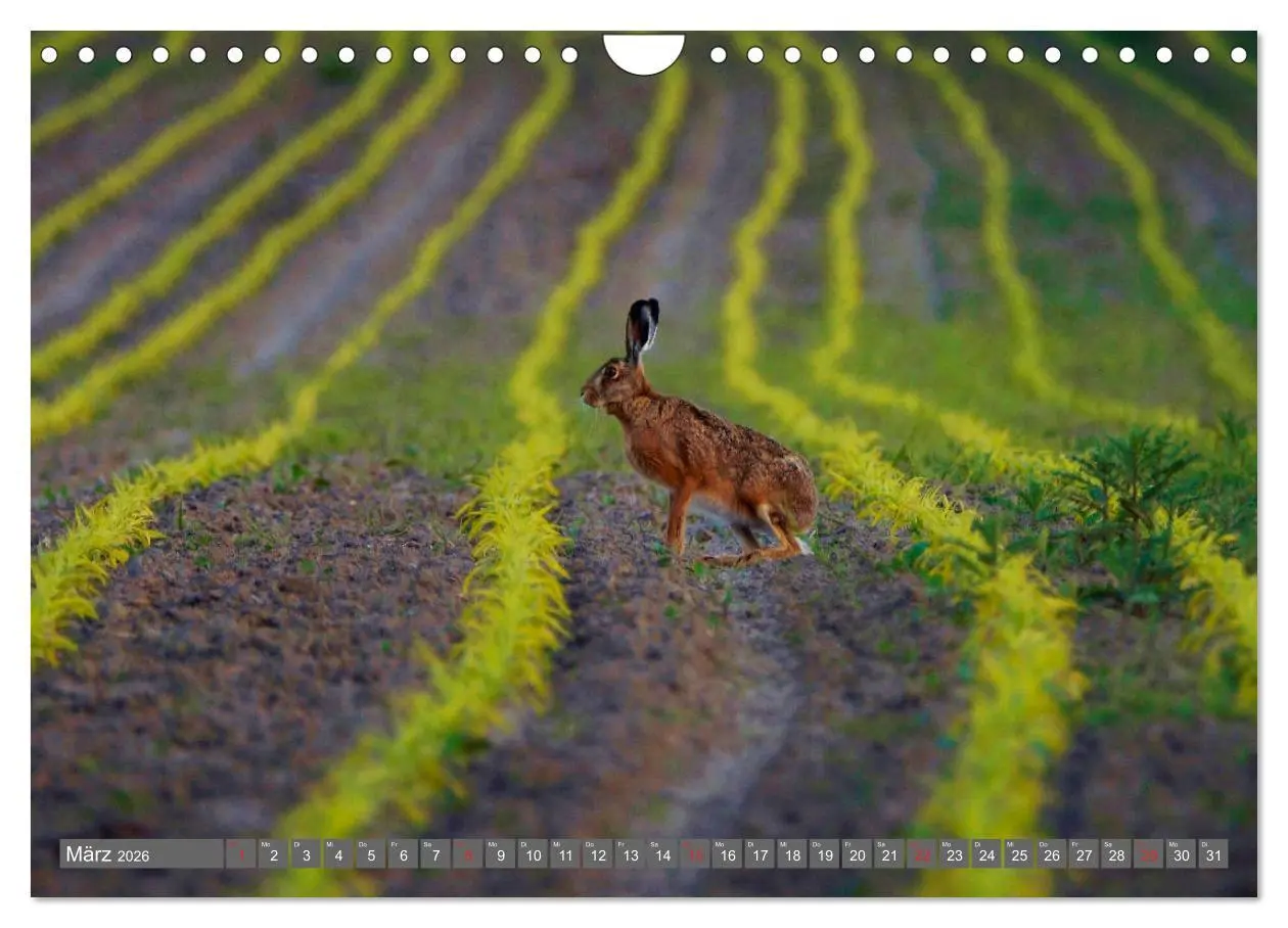 Bild: 9783457774540 | Zauberhafte Schwalm (Wandkalender 2026 DIN A4 quer), CALVENDO...