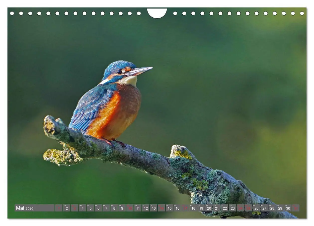 Bild: 9783457774540 | Zauberhafte Schwalm (Wandkalender 2026 DIN A4 quer), CALVENDO...