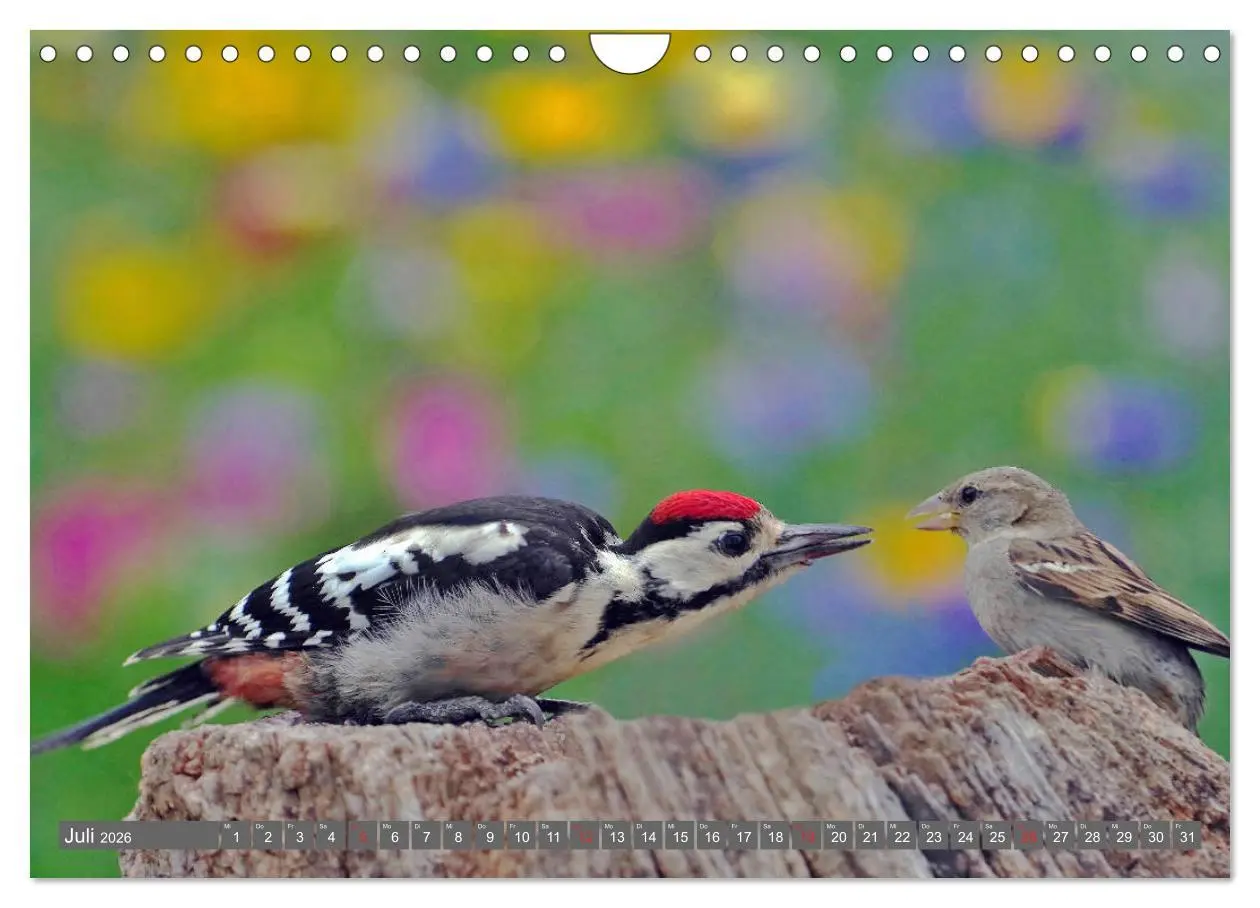 Bild: 9783457774540 | Zauberhafte Schwalm (Wandkalender 2026 DIN A4 quer), CALVENDO...