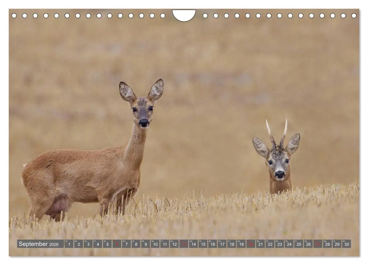 Bild: 9783457774540 | Zauberhafte Schwalm (Wandkalender 2026 DIN A4 quer), CALVENDO...