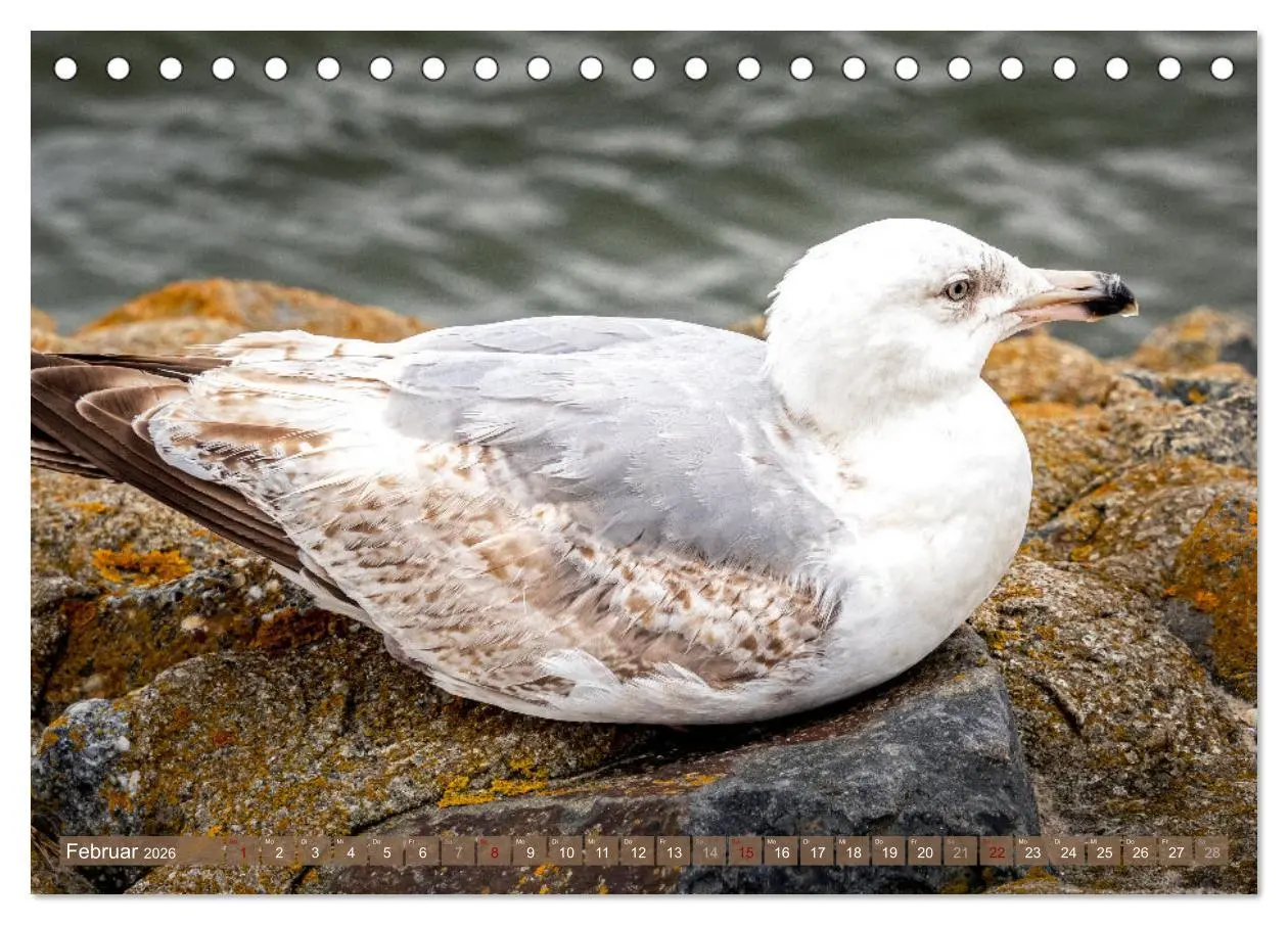 Bild: 9783457914540 | INSELLIEBE NORDERNEY (Tischkalender 2026 DIN A5 quer), CALVENDO...