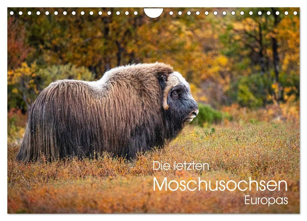 Cover: 9783569404540 | Die letzten Moschusochsen Europas (Wandkalender 2027 DIN A4 quer),...