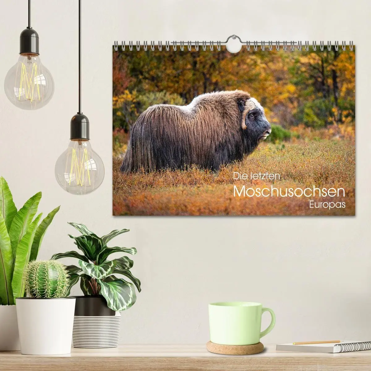 Bild: 9783569404540 | Die letzten Moschusochsen Europas (Wandkalender 2027 DIN A4 quer),...