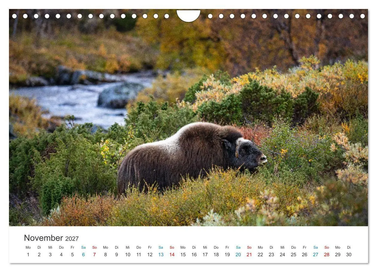 Bild: 9783569404540 | Die letzten Moschusochsen Europas (Wandkalender 2027 DIN A4 quer),...
