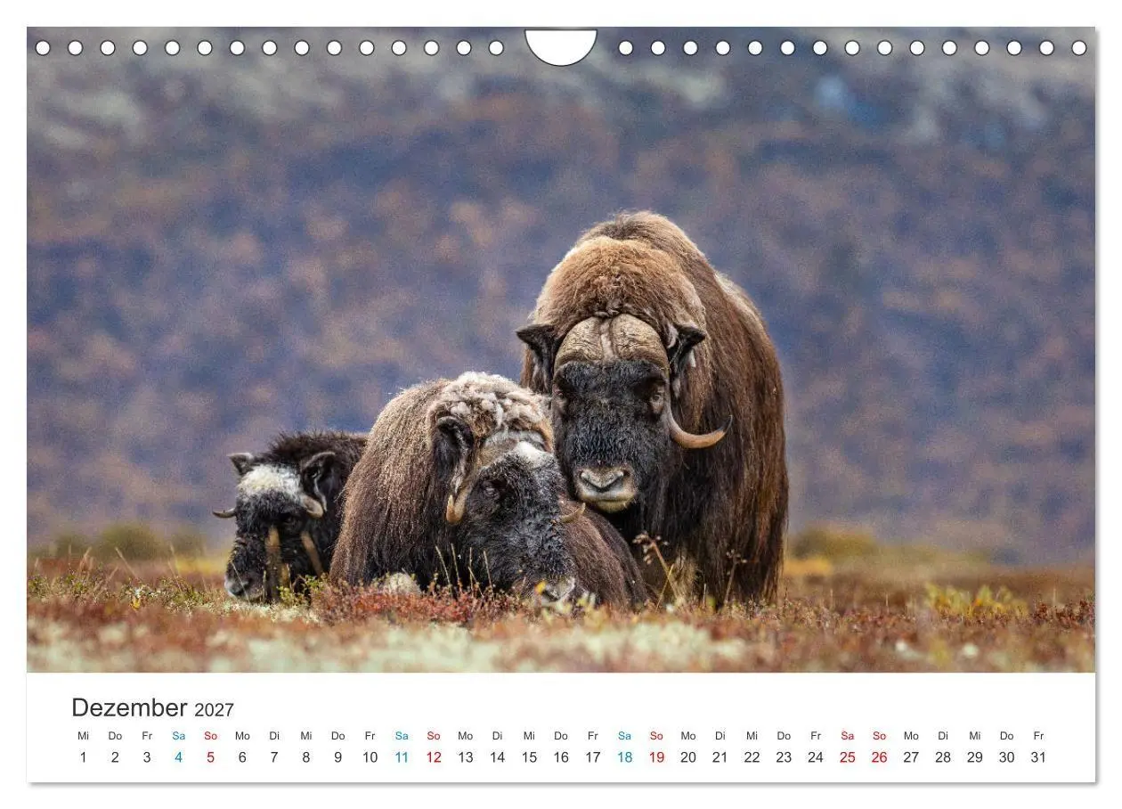 Bild: 9783569404540 | Die letzten Moschusochsen Europas (Wandkalender 2027 DIN A4 quer),...