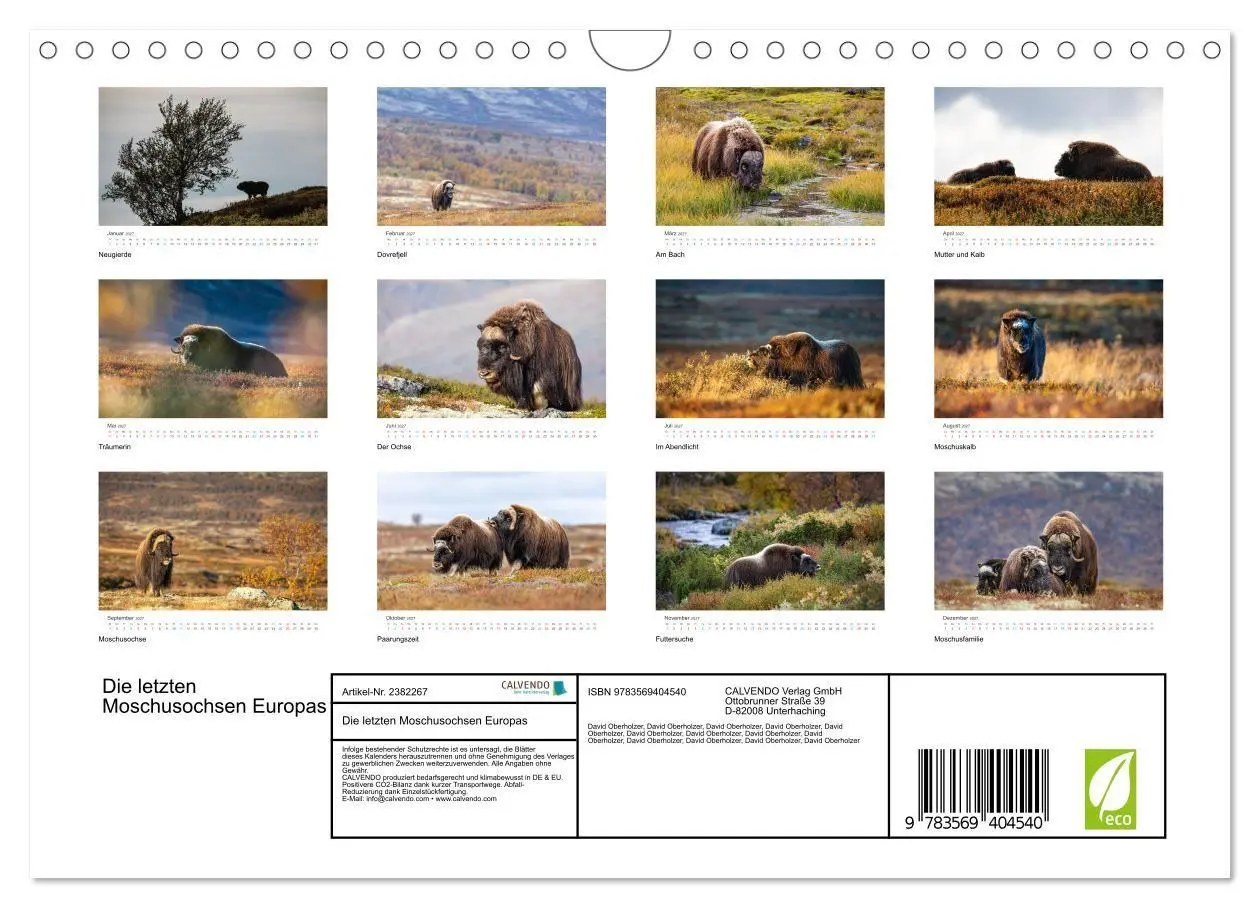 Bild: 9783569404540 | Die letzten Moschusochsen Europas (Wandkalender 2027 DIN A4 quer),...