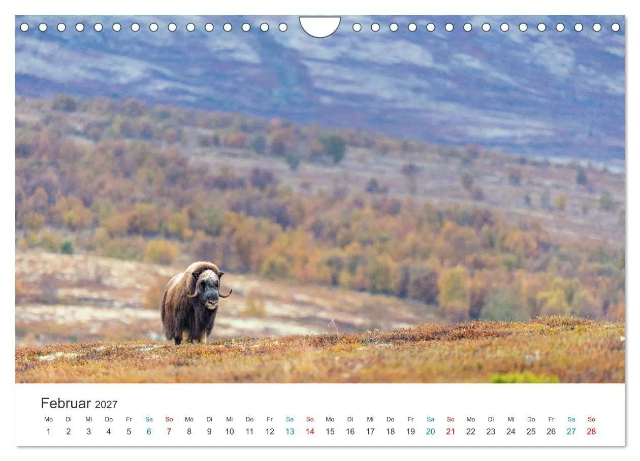 Bild: 9783569404540 | Die letzten Moschusochsen Europas (Wandkalender 2027 DIN A4 quer),...