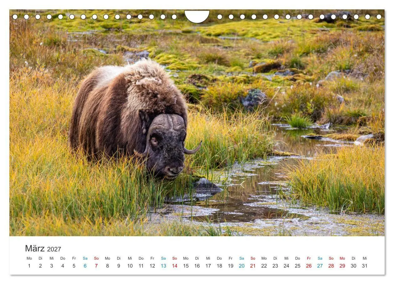 Bild: 9783569404540 | Die letzten Moschusochsen Europas (Wandkalender 2027 DIN A4 quer),...