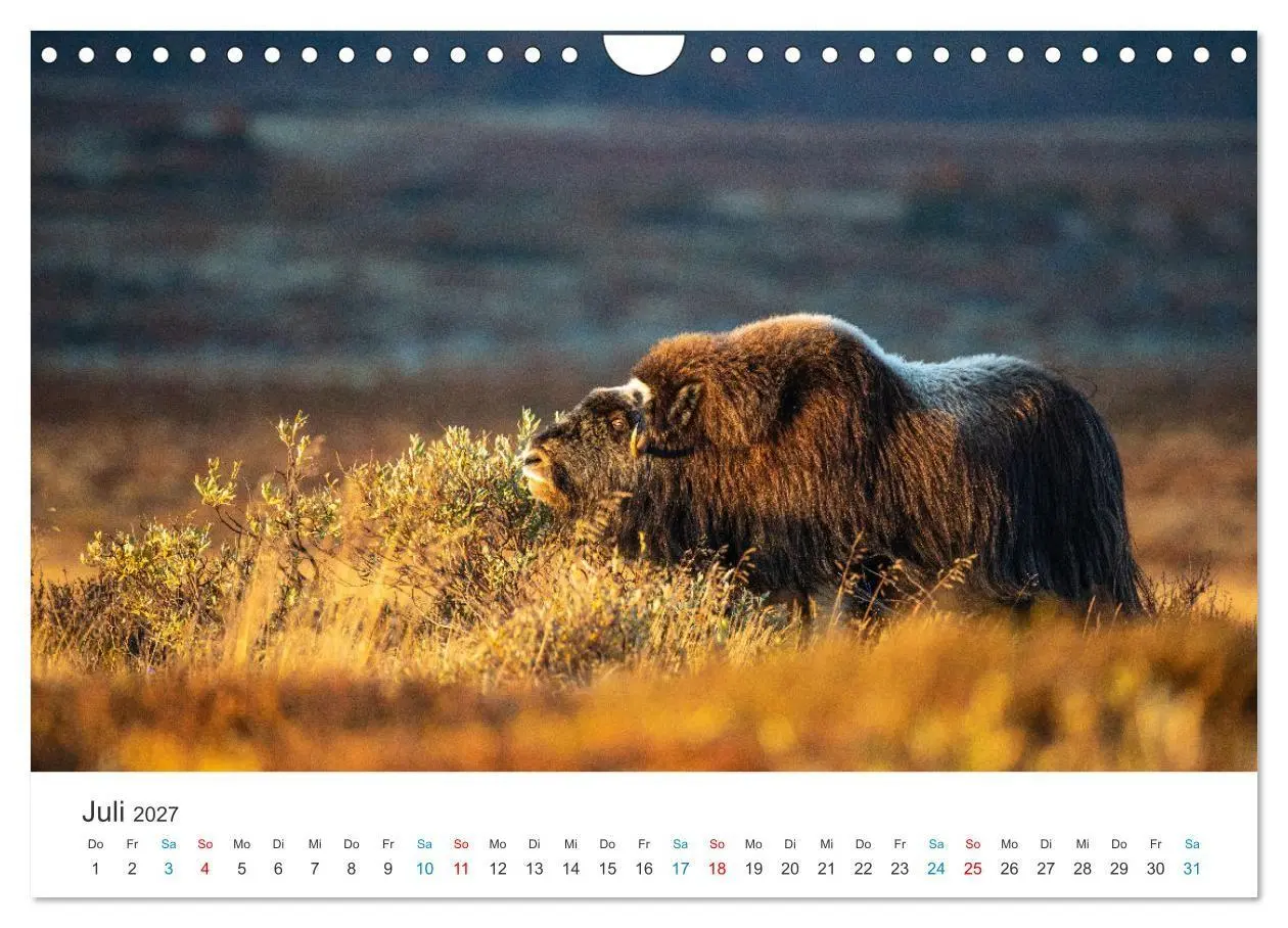 Bild: 9783569404540 | Die letzten Moschusochsen Europas (Wandkalender 2027 DIN A4 quer),...