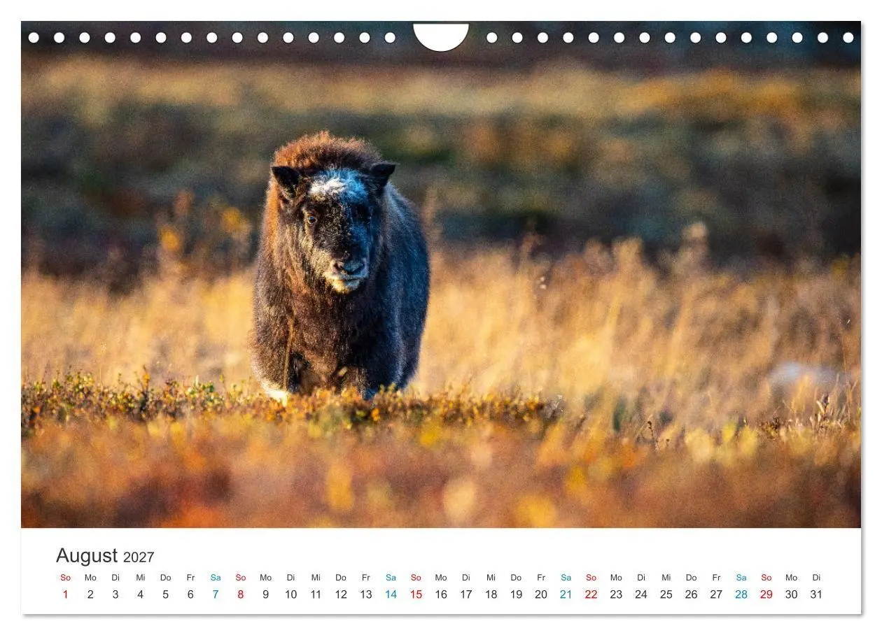 Bild: 9783569404540 | Die letzten Moschusochsen Europas (Wandkalender 2027 DIN A4 quer),...