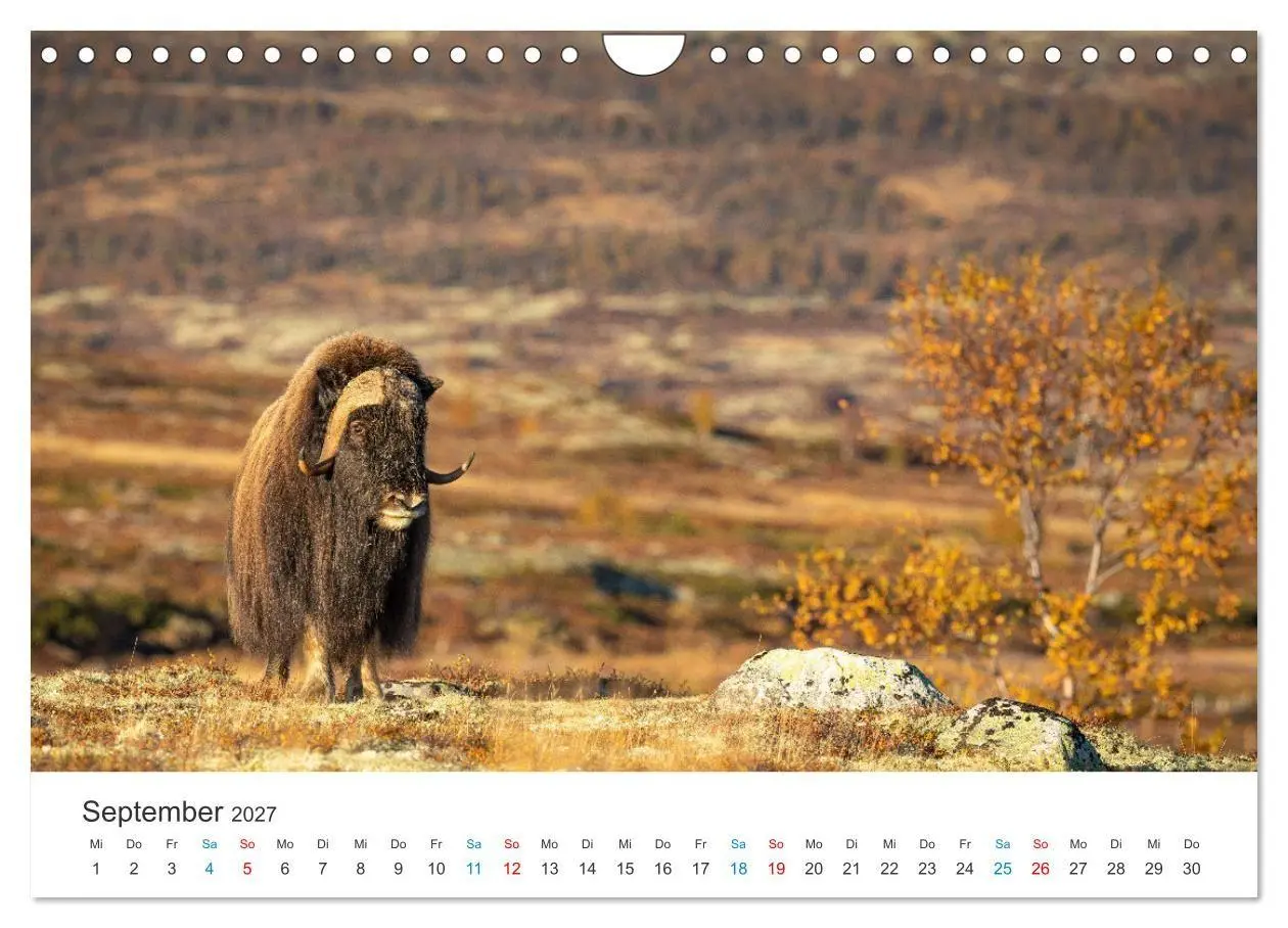 Bild: 9783569404540 | Die letzten Moschusochsen Europas (Wandkalender 2027 DIN A4 quer),...