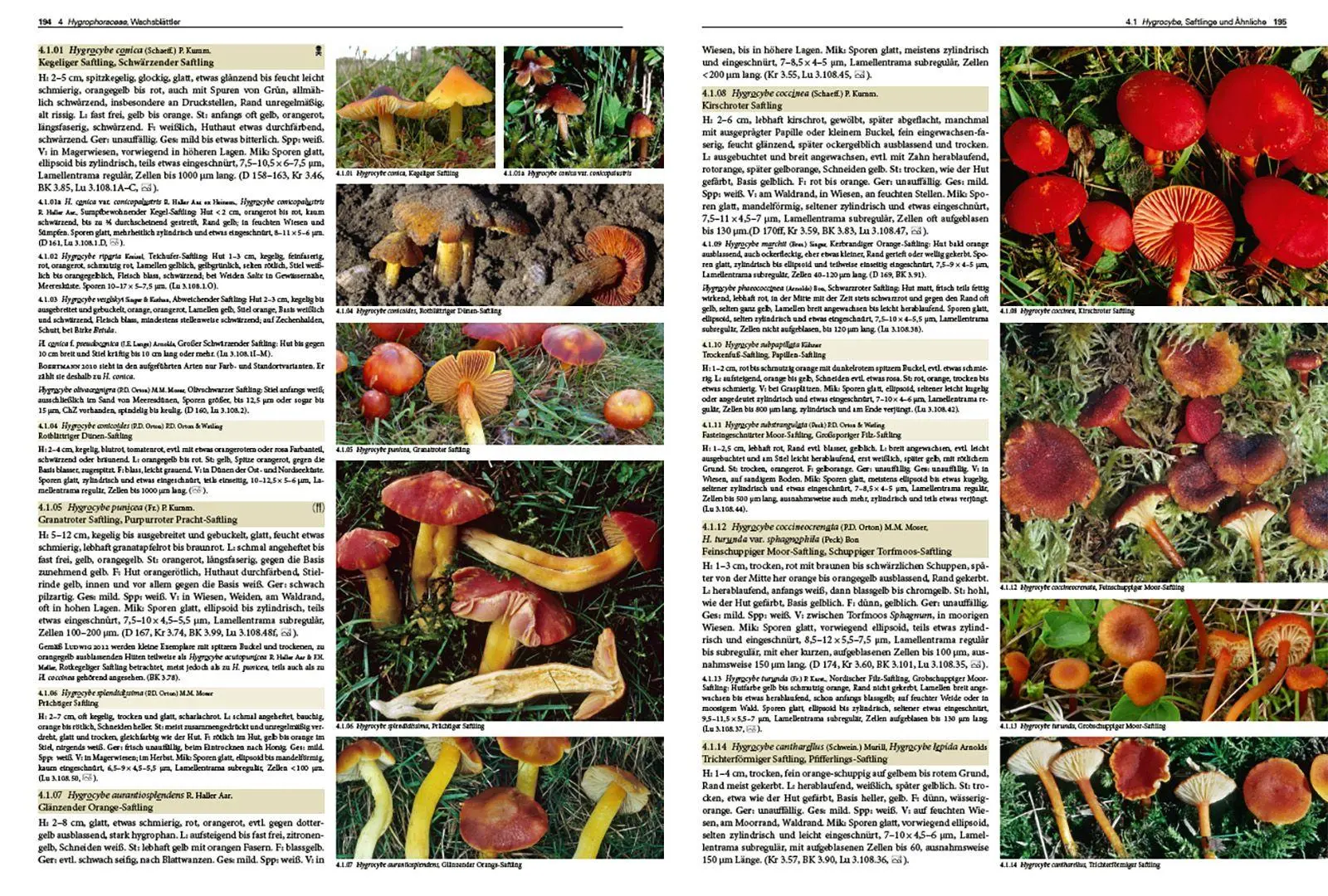 Bild: 9783258084640 | Pilze Mitteleuropas | Rudolf Winkler (u. a.) | Buch | 1056 S. | 2026