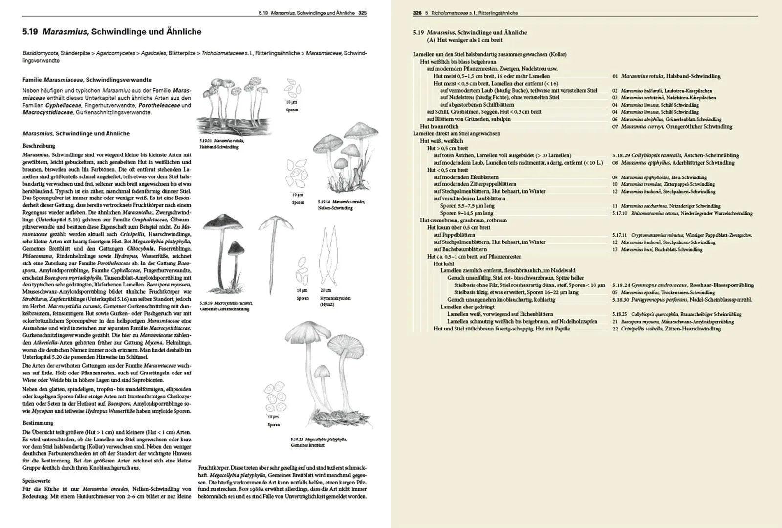 Bild: 9783258084640 | Pilze Mitteleuropas | Rudolf Winkler (u. a.) | Buch | 1056 S. | 2026
