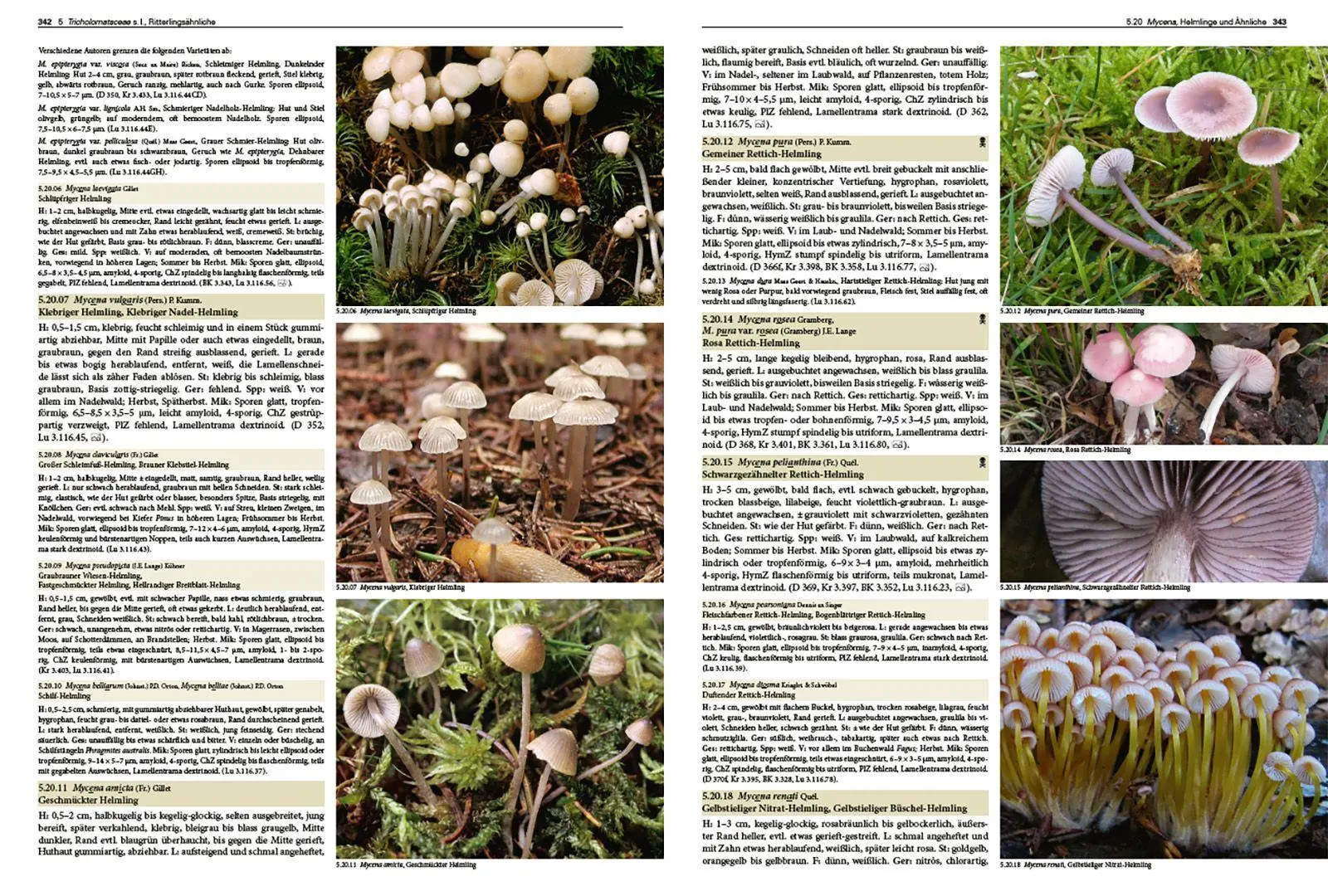 Bild: 9783258084640 | Pilze Mitteleuropas | Rudolf Winkler (u. a.) | Buch | 1056 S. | 2026
