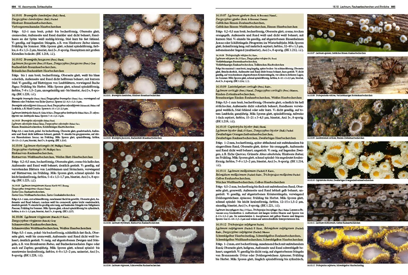 Bild: 9783258084640 | Pilze Mitteleuropas | Rudolf Winkler (u. a.) | Buch | 1056 S. | 2026