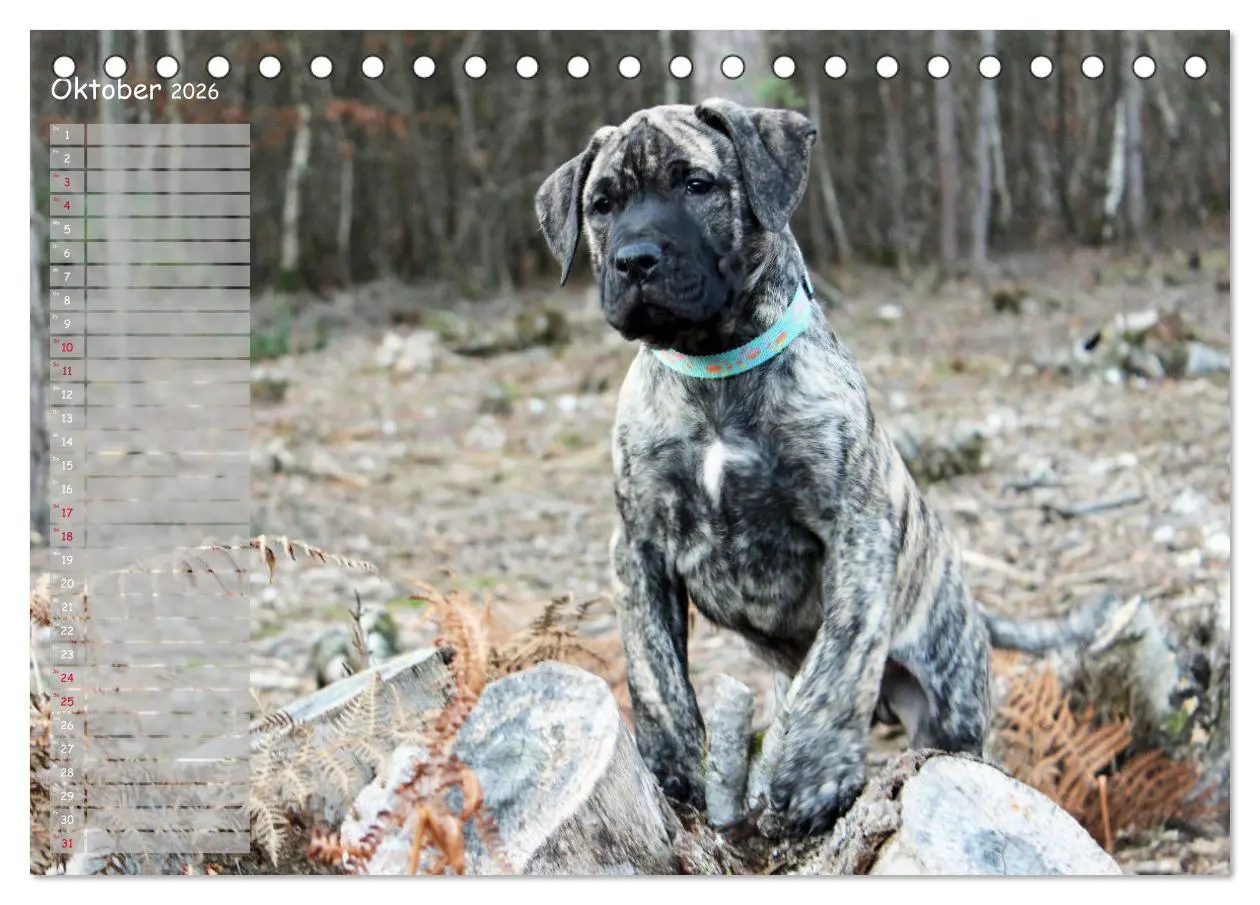 Bild: 9783457764640 | Dogo Canario (Tischkalender 2026 DIN A5 quer), CALVENDO Monatskalender