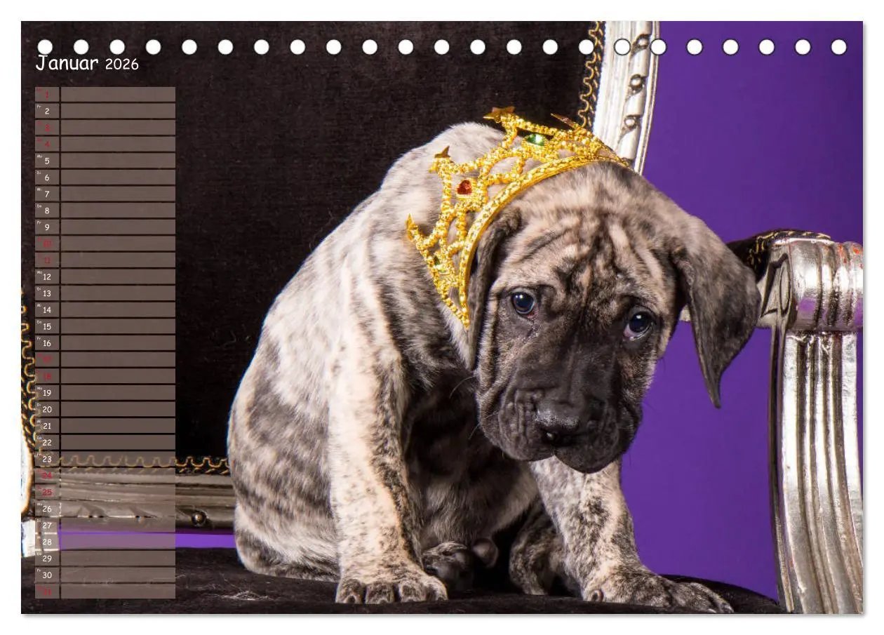 Bild: 9783457764640 | Dogo Canario (Tischkalender 2026 DIN A5 quer), CALVENDO Monatskalender