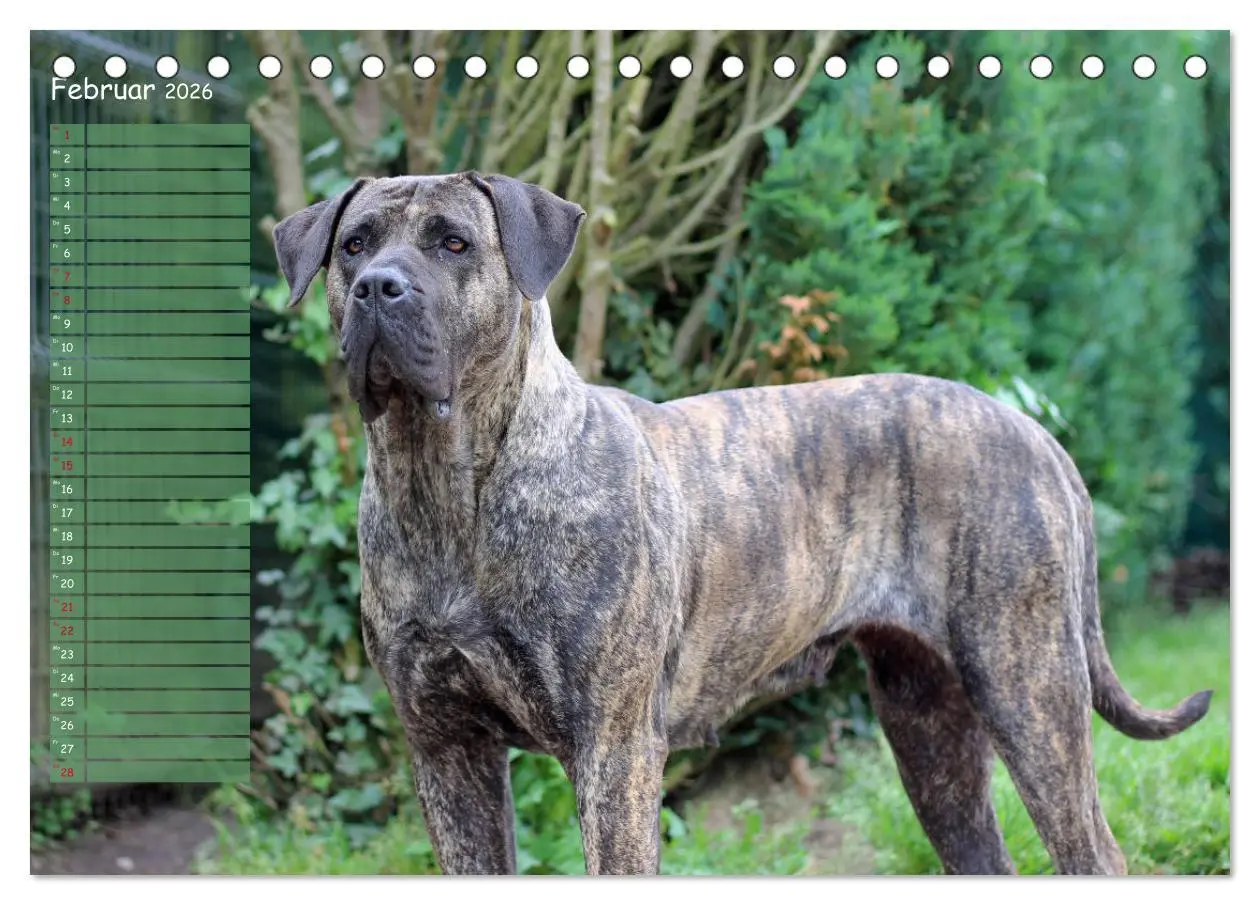 Bild: 9783457764640 | Dogo Canario (Tischkalender 2026 DIN A5 quer), CALVENDO Monatskalender