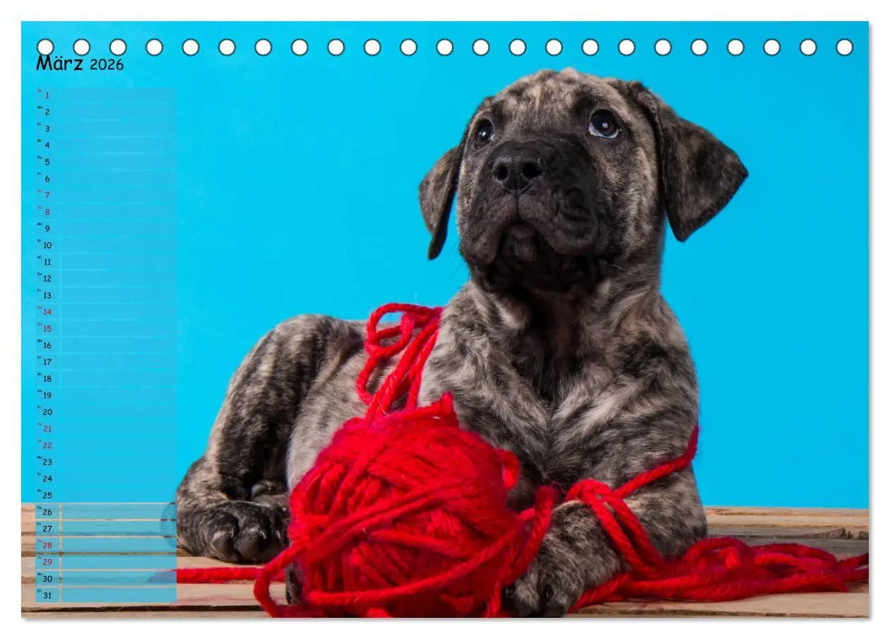 Bild: 9783457764640 | Dogo Canario (Tischkalender 2026 DIN A5 quer), CALVENDO Monatskalender