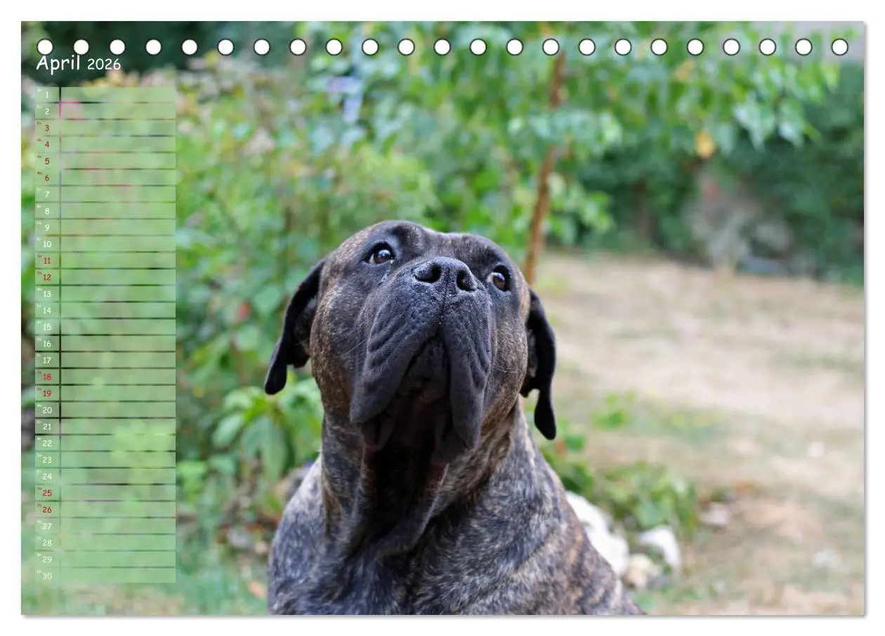 Bild: 9783457764640 | Dogo Canario (Tischkalender 2026 DIN A5 quer), CALVENDO Monatskalender