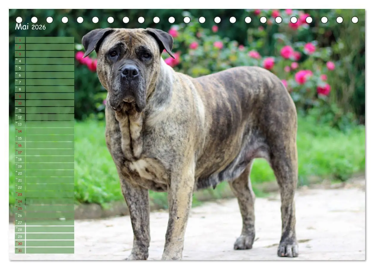 Bild: 9783457764640 | Dogo Canario (Tischkalender 2026 DIN A5 quer), CALVENDO Monatskalender