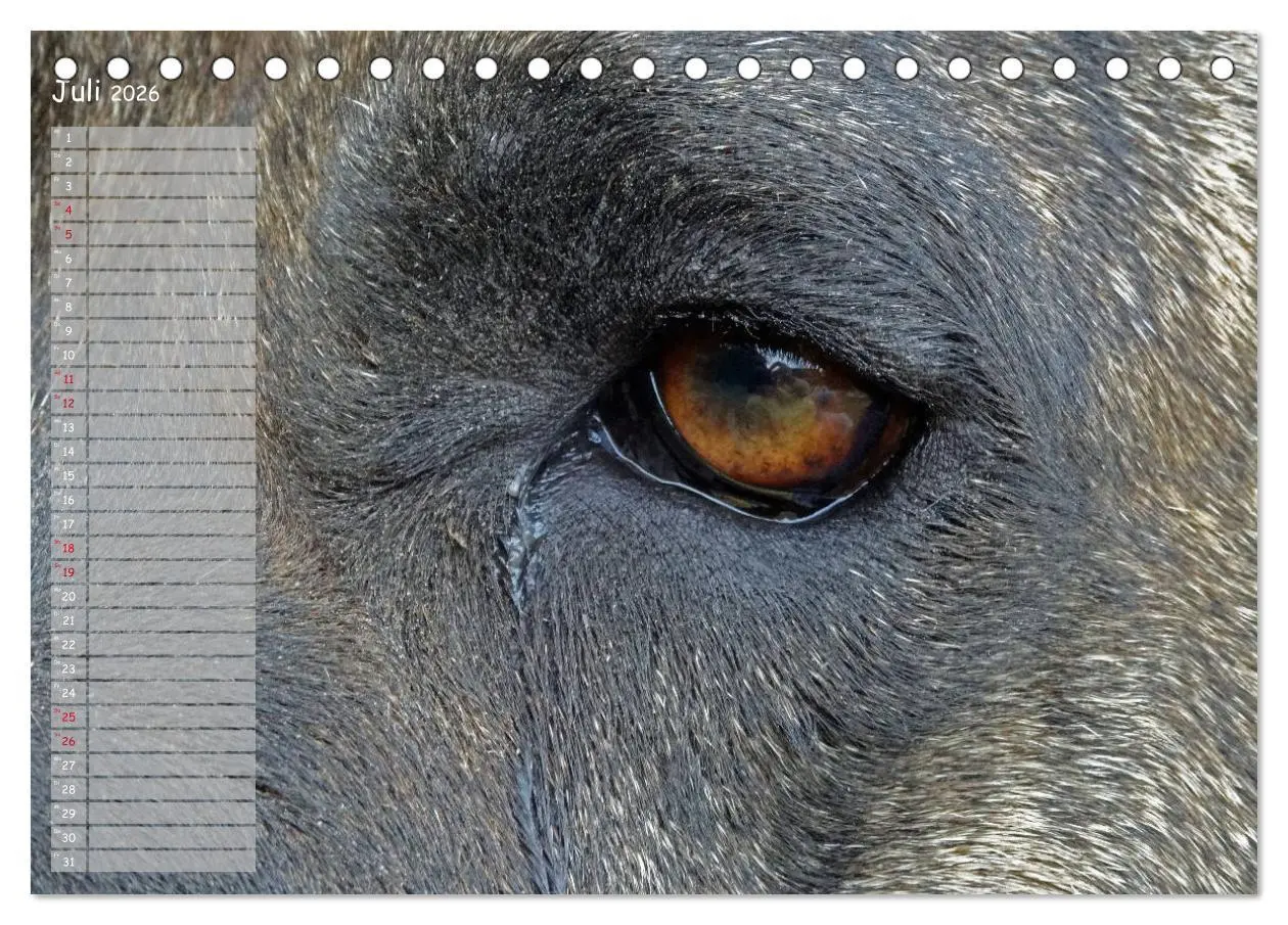 Bild: 9783457764640 | Dogo Canario (Tischkalender 2026 DIN A5 quer), CALVENDO Monatskalender
