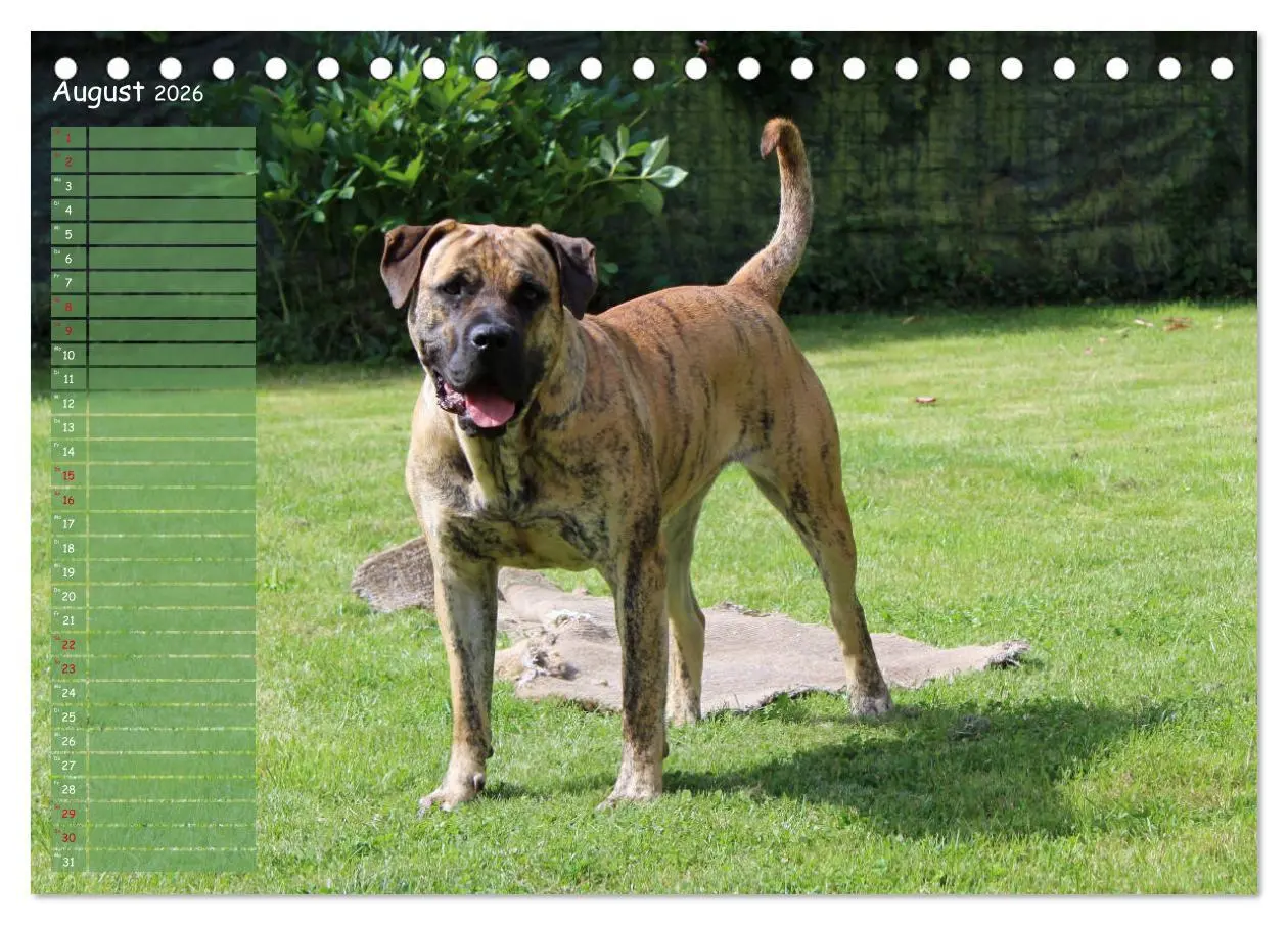 Bild: 9783457764640 | Dogo Canario (Tischkalender 2026 DIN A5 quer), CALVENDO Monatskalender