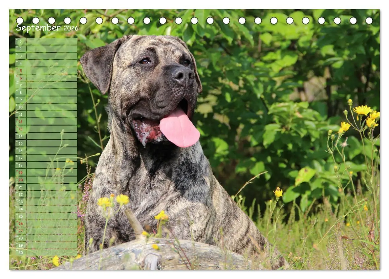 Bild: 9783457764640 | Dogo Canario (Tischkalender 2026 DIN A5 quer), CALVENDO Monatskalender