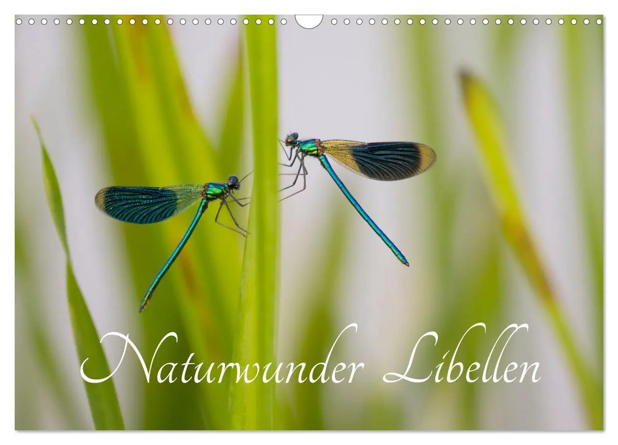 Cover: 9783516234640 | Naturwunder Libellen (Wandkalender 2026 DIN A3 quer), CALVENDO...