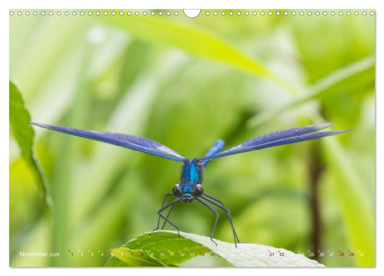 Bild: 9783516234640 | Naturwunder Libellen (Wandkalender 2026 DIN A3 quer), CALVENDO...
