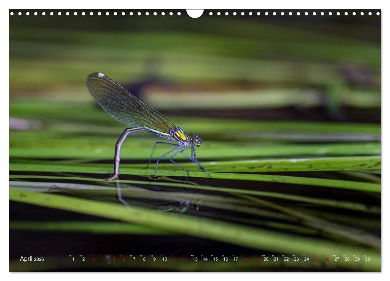 Bild: 9783516234640 | Naturwunder Libellen (Wandkalender 2026 DIN A3 quer), CALVENDO...