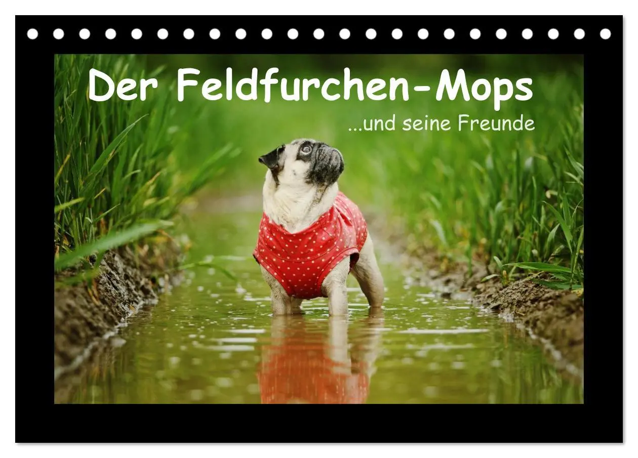 Cover: 9783516084740 | Der Feldfurchen-Mops (Tischkalender 2026 DIN A5 quer), CALVENDO...