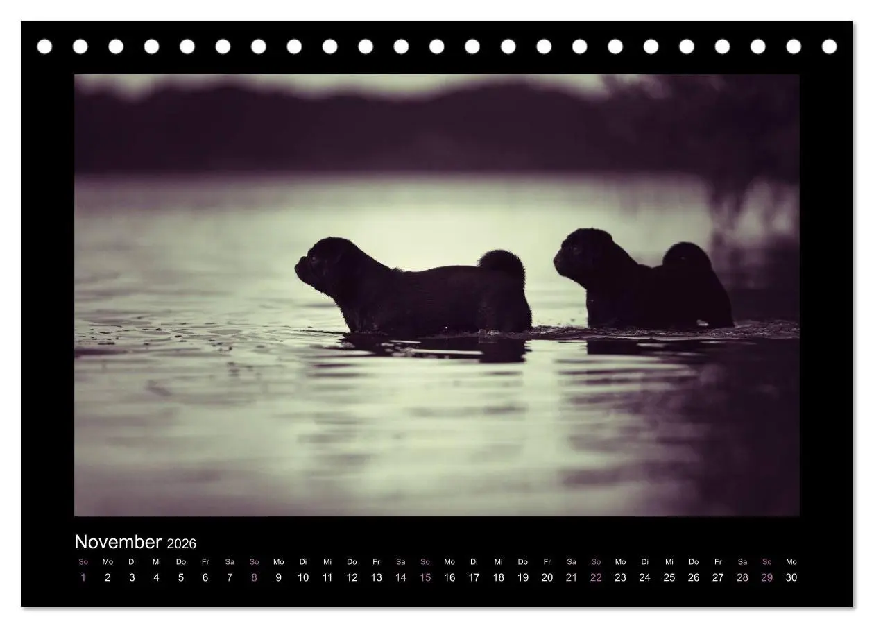 Bild: 9783516084740 | Der Feldfurchen-Mops (Tischkalender 2026 DIN A5 quer), CALVENDO...