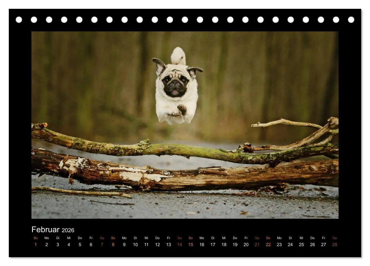 Bild: 9783516084740 | Der Feldfurchen-Mops (Tischkalender 2026 DIN A5 quer), CALVENDO...