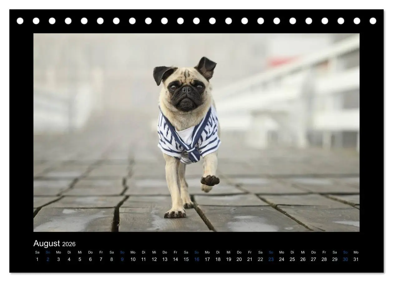 Bild: 9783516084740 | Der Feldfurchen-Mops (Tischkalender 2026 DIN A5 quer), CALVENDO...