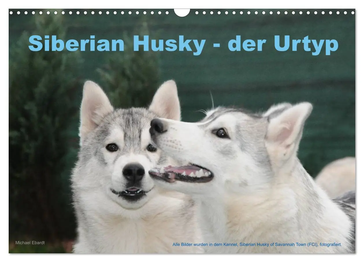Cover: 9783516154740 | Siberian Husky - der Urtyp (Wandkalender 2026 DIN A3 quer),...