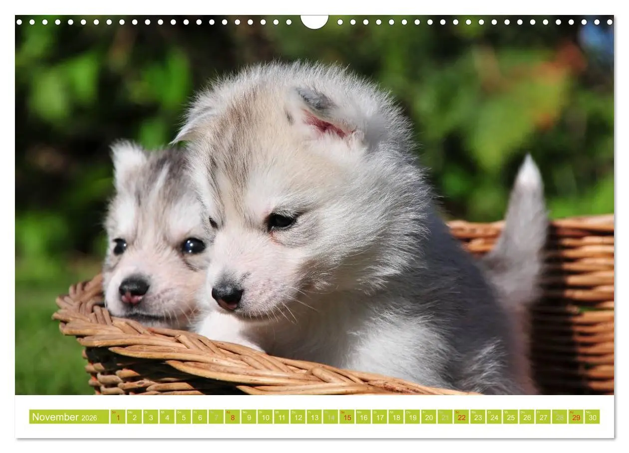 Bild: 9783516154740 | Siberian Husky - der Urtyp (Wandkalender 2026 DIN A3 quer),...