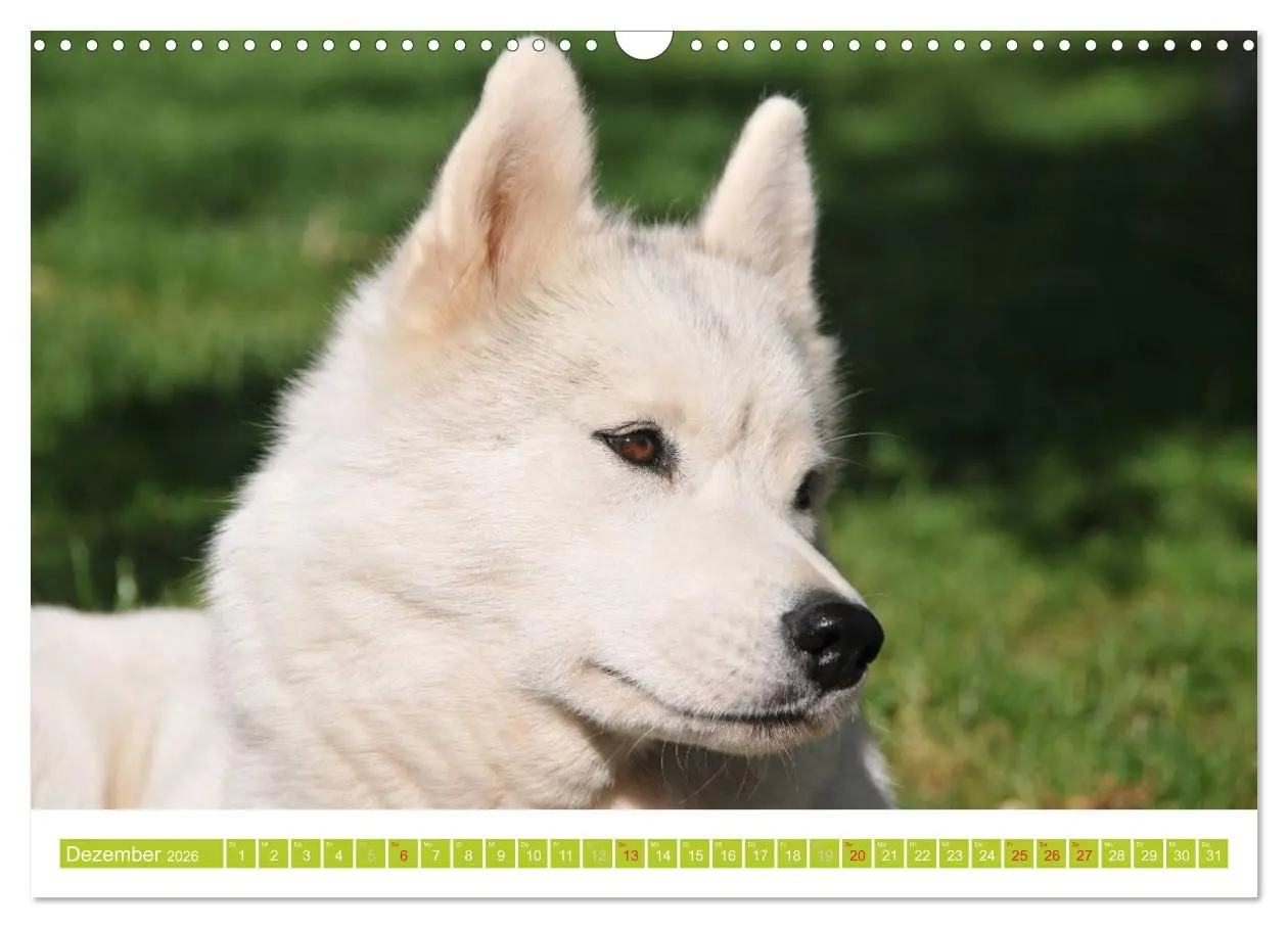 Bild: 9783516154740 | Siberian Husky - der Urtyp (Wandkalender 2026 DIN A3 quer),...