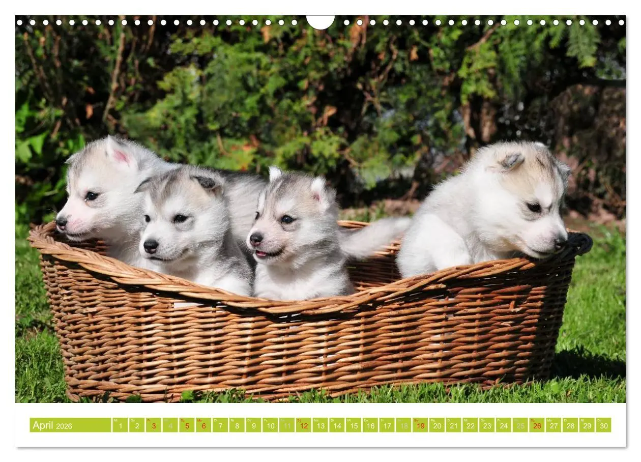 Bild: 9783516154740 | Siberian Husky - der Urtyp (Wandkalender 2026 DIN A3 quer),...