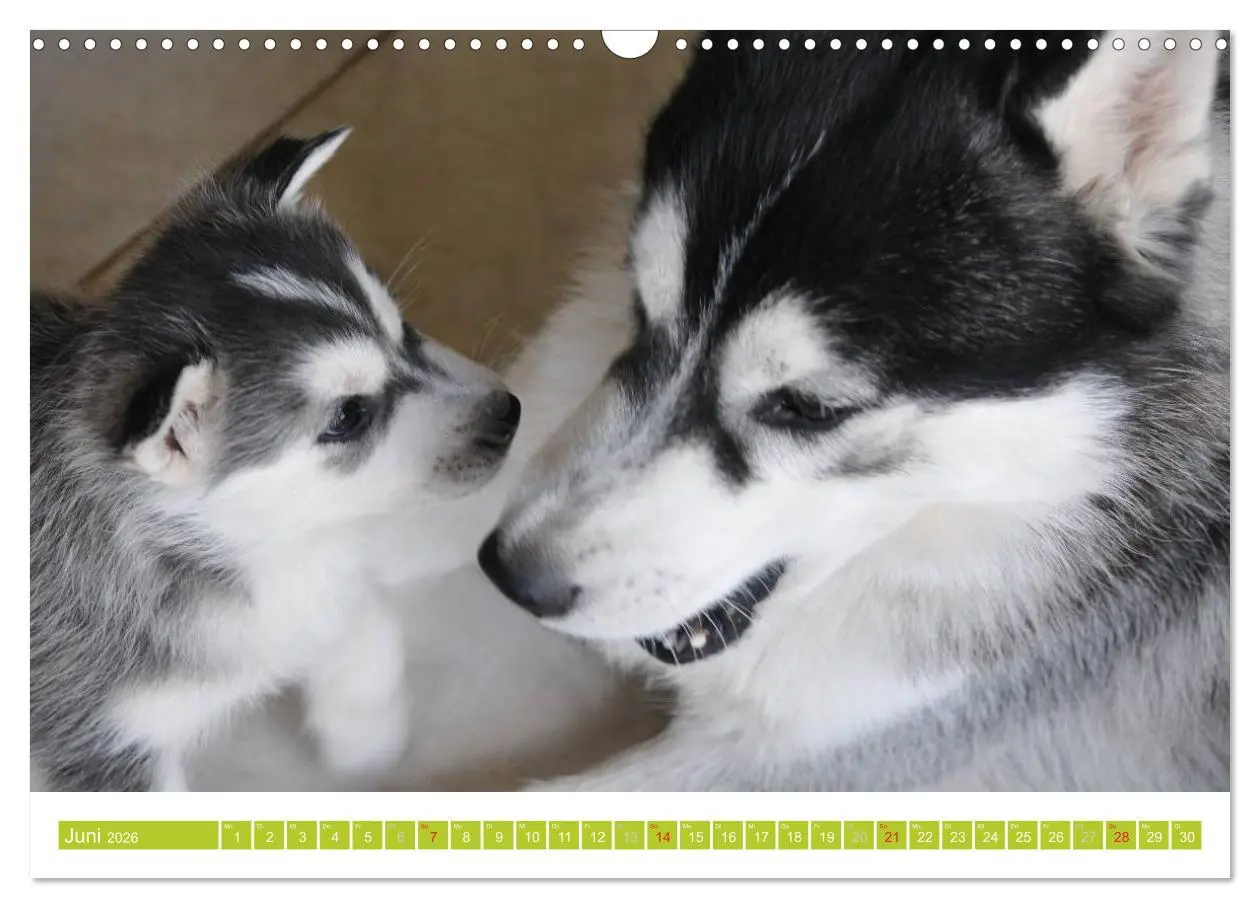Bild: 9783516154740 | Siberian Husky - der Urtyp (Wandkalender 2026 DIN A3 quer),...