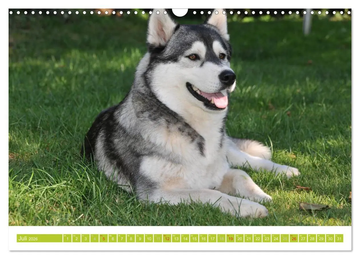Bild: 9783516154740 | Siberian Husky - der Urtyp (Wandkalender 2026 DIN A3 quer),...